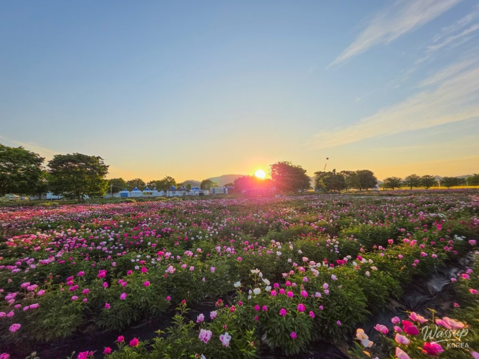 Haman Green Barley and Peony Festival_04