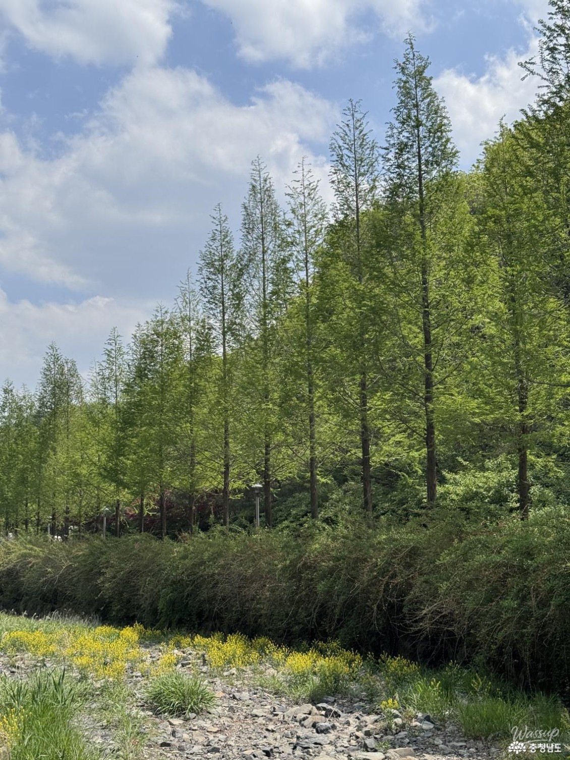 Discovering the Hidden Gem of Boryeong: Mugunghwa Arboretum_13