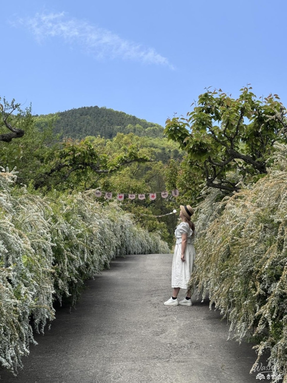 Discovering the Hidden Gem of Boryeong: Mugunghwa Arboretum_06