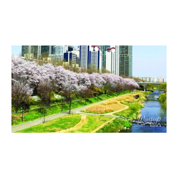 Exploring the Beauty of Yangjaecheon in Late April3653