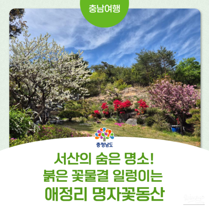 Spring Blossoms at Myungja Flower Garden in Seosan3645