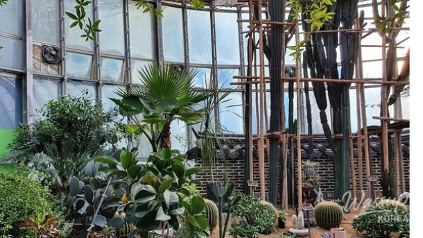 Exploring the Beauty of the Botanical Museum in Jinhae_04