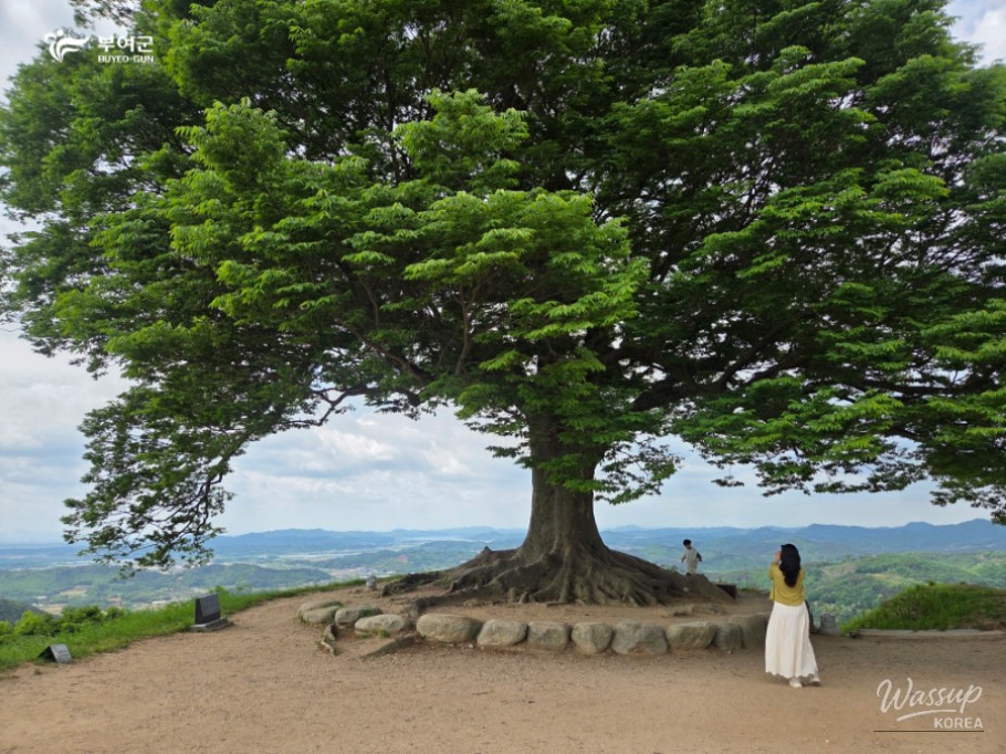 Recommended Travel Destination in Buyeo: Seongheungsan Love Tree_09