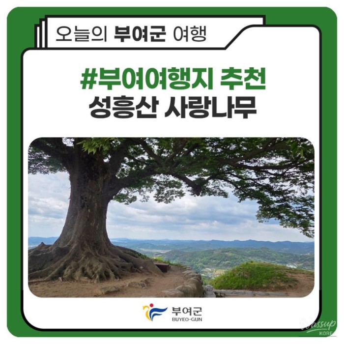 Recommended Travel Destination in Buyeo: Seongheungsan Love Tree3668