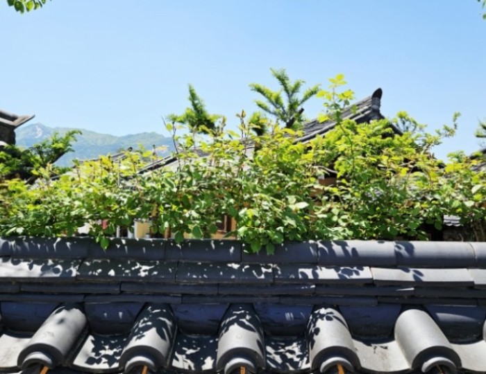 Discovering the Charm of Hwangsan Traditional Hanok Village float