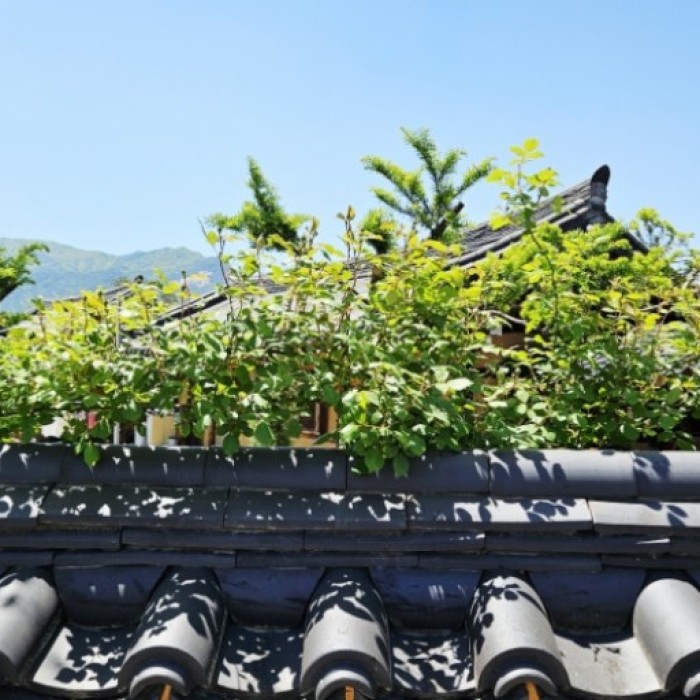 Discovering the Charm of Hwangsan Traditional Hanok Village_01