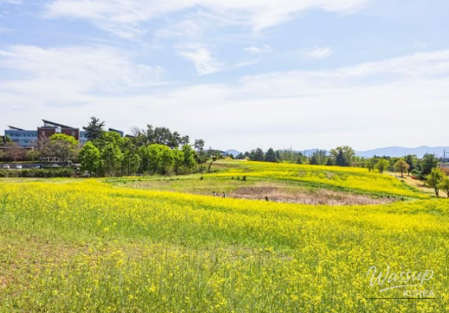Discovering Daegu University's Scenic Picnic Spots_04