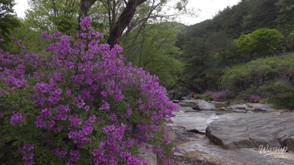 Spring Day in Wolsung Valley_12