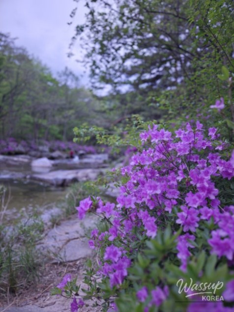 Spring Day in Wolsung Valley_10