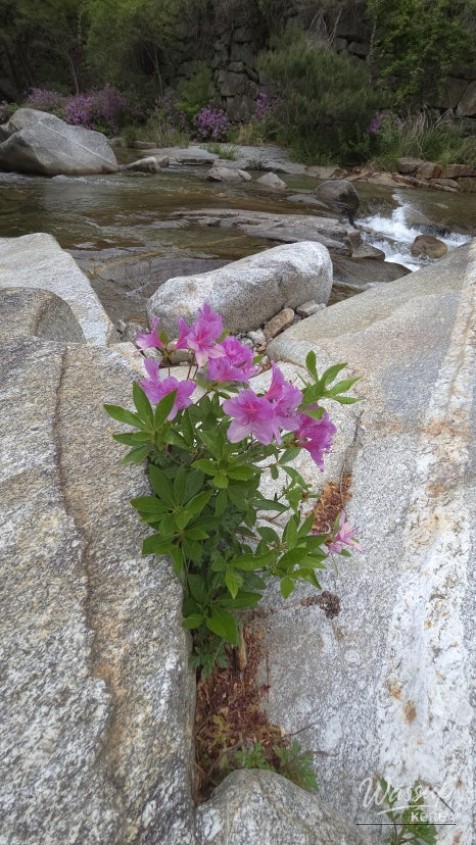 Spring Day in Wolsung Valley_14
