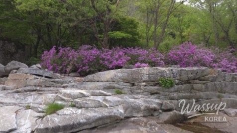 Spring Day in Wolsung Valley_07