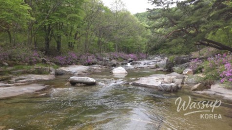 Spring Day in Wolsung Valley_06