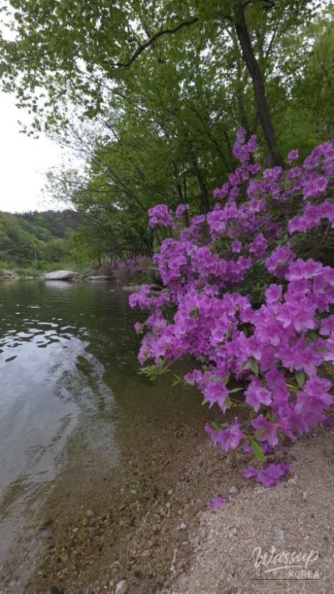 Spring Day in Wolsung Valley_13