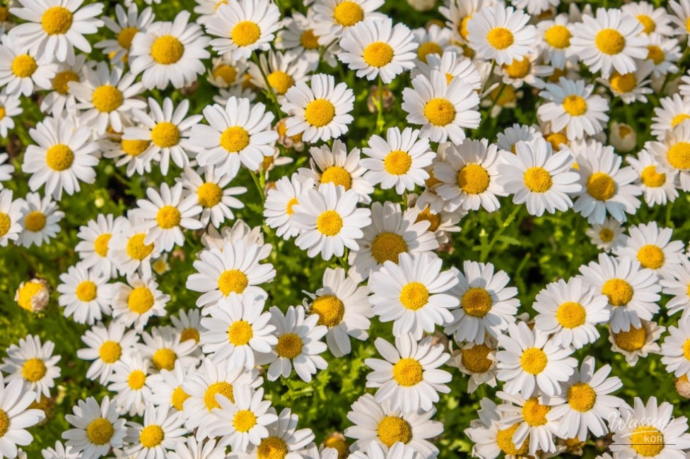 Welcome to the 2nd Island Shasta Daisy Festival_05