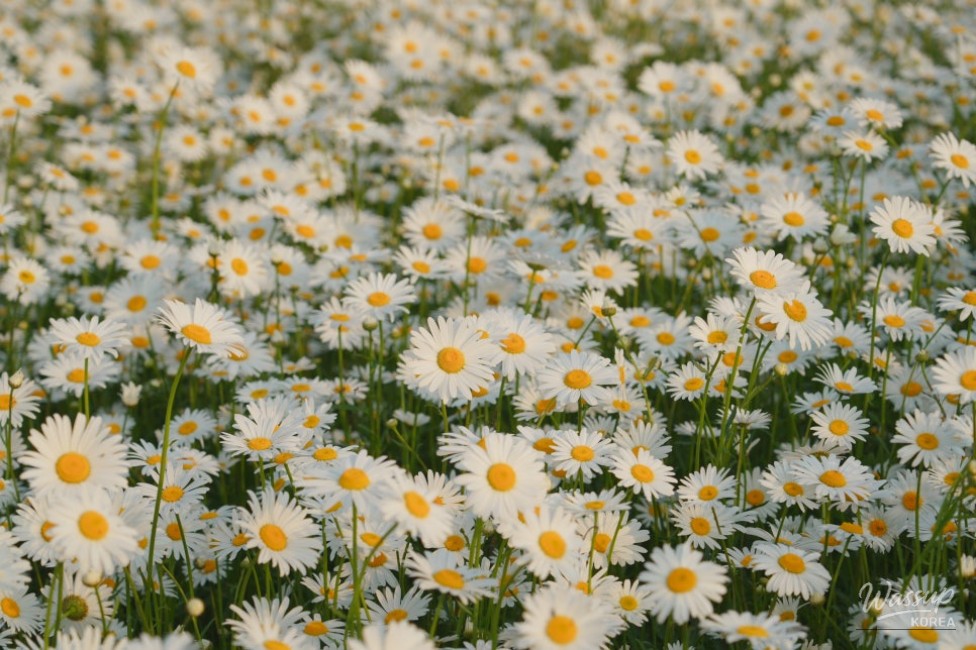 Welcome to the 2nd Island Shasta Daisy Festival_04