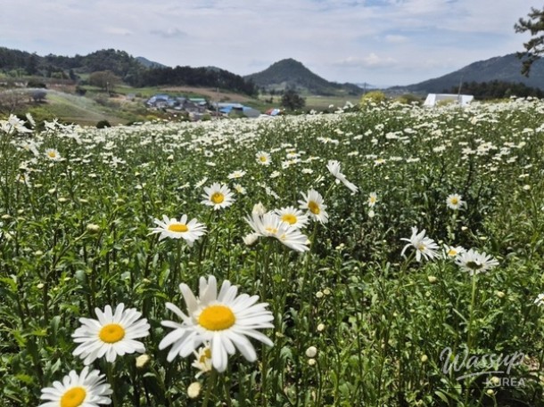 Welcome to the 2nd Island Shasta Daisy Festival_02
