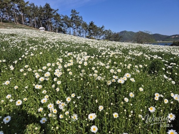Welcome to the 2nd Island Shasta Daisy Festival_03