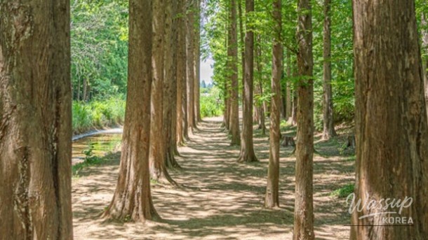 Exploring the Gyeongju Millennium Forest: A Hidden Gem_04