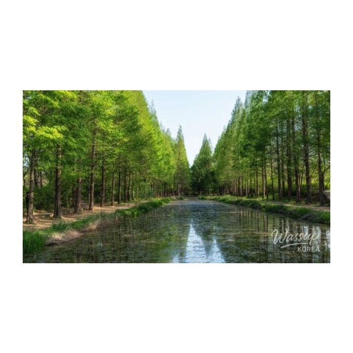Exploring the Gyeongju Millennium Forest: A Hidden Gem3687