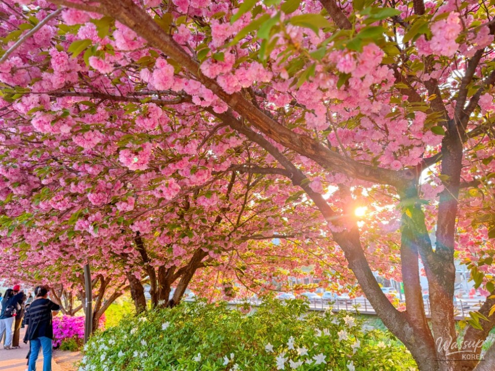 A Spring Day at Deulseong Ecological Park in Gumi, South Korea_01