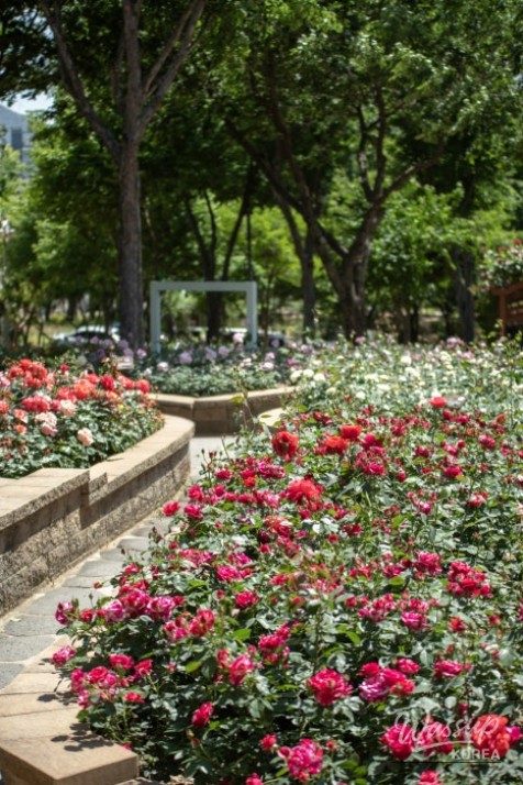 A Romantic Rose Journey in Daegu this May_06