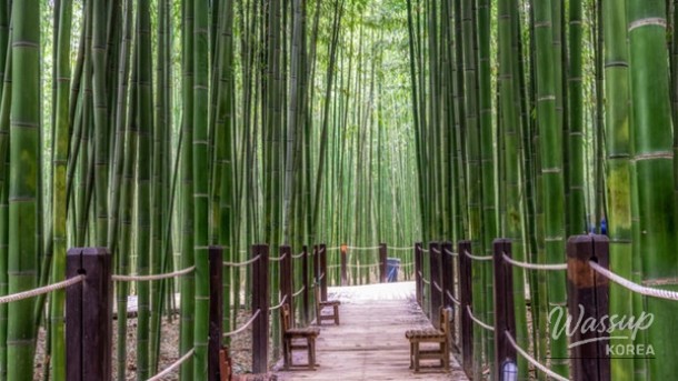Exploring the Beauty of Ulsan's Taehwa River National Garden in May_01