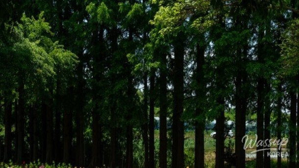 Discovering the Hidden Gem: Agape Garden in Iksan, South Korea_03