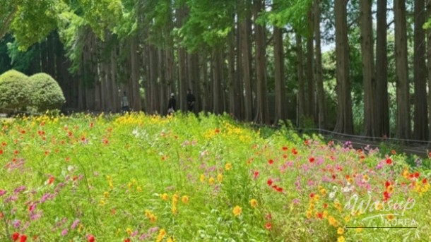 Discovering the Hidden Gem: Agape Garden in Iksan, South Korea_02