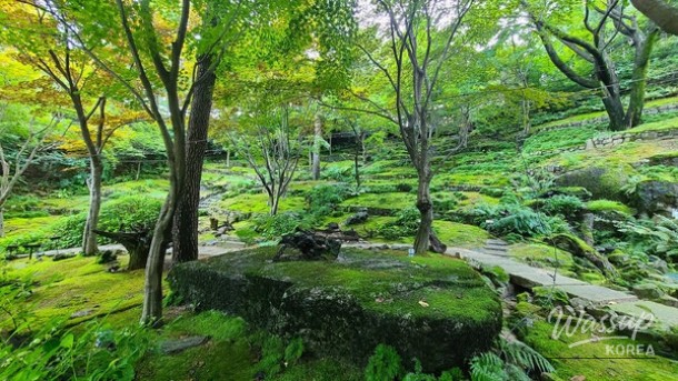 Discovering the Enchanting Beauty of Hwadam Forest in May_03
