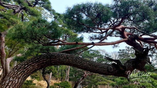 Discovering the Enchanting Beauty of Hwadam Forest in May_04
