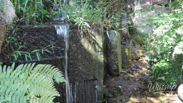 Discovering the Enchanting Beauty of Hwadam Forest in May_05