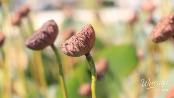 Exploring the Beauty of Wangsong Lake in May_03