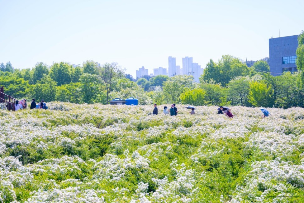 Spring Flower Viewing Spots in Jeonju_04