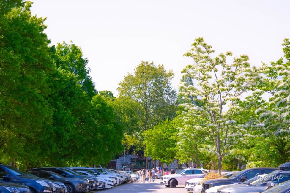 Spring Flower Viewing Spots in Jeonju_02