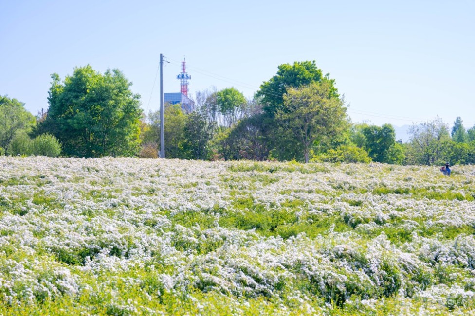 Spring Flower Viewing Spots in Jeonju_03