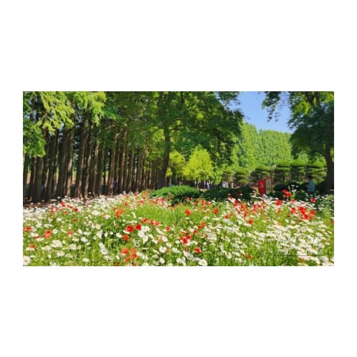 Discovering the Hidden Gem: Agape Garden in Iksan, South Korea3741