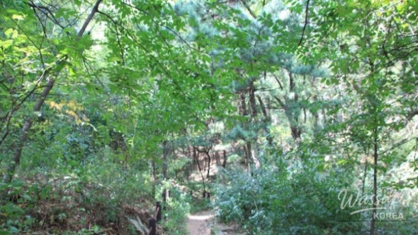 Experience Nature in the Heart of Seoul: A Hidden Gem for Spring_03