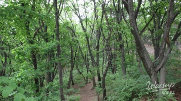 Experience Nature in the Heart of Seoul: A Hidden Gem for Spring_05