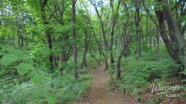 Experience Nature in the Heart of Seoul: A Hidden Gem for Spring_04