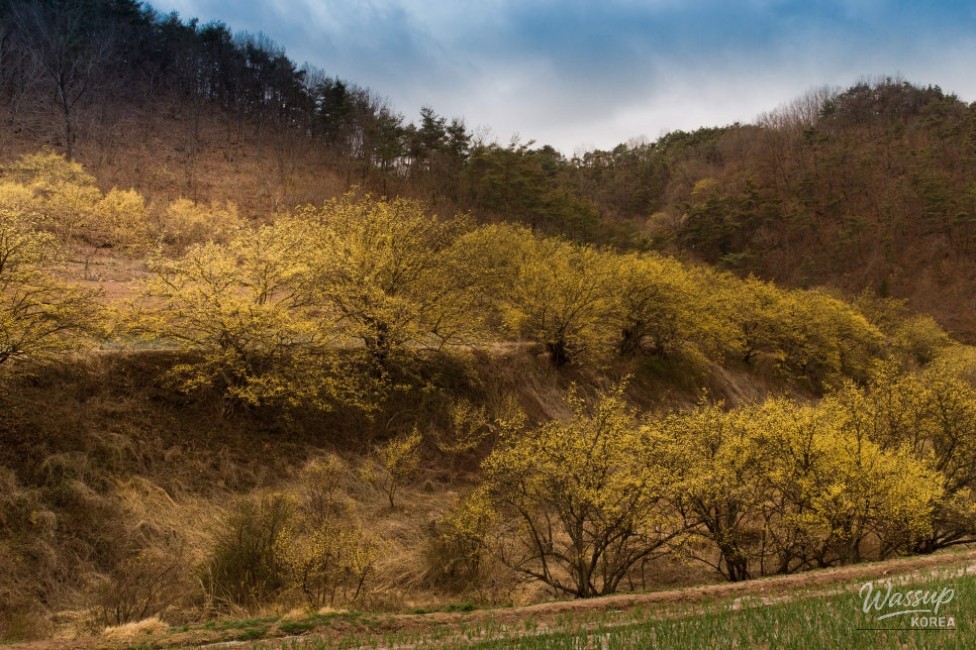 Exploring Uiseong: A Journey Through Memories_04