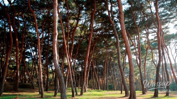 Exploring the Tranquil Pine Forests of Yunggunneung in May_02