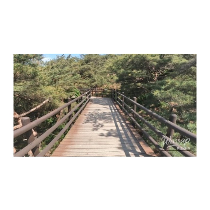 Experience Nature in the Heart of Seoul: A Hidden Gem for Spring3769