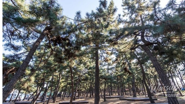 Exploring Gangmun Beach: A Hidden Gem in Gangneung_04