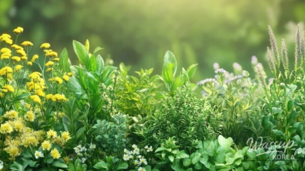 Exploring the Emerald Beauty of Heungjeong Valley in May_03