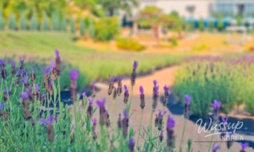 Discover the Seoul International Garden Expo 2026_06
