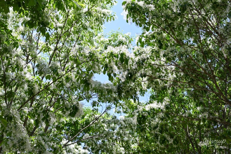 Exploring the Beauty of Jincheon Ipam Tree Road_11