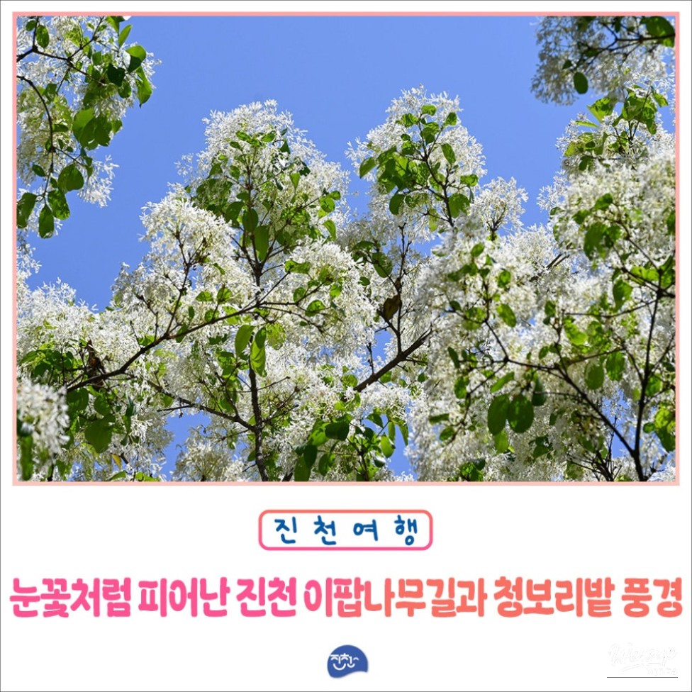 Exploring the Beauty of Jincheon Ipam Tree Road_01