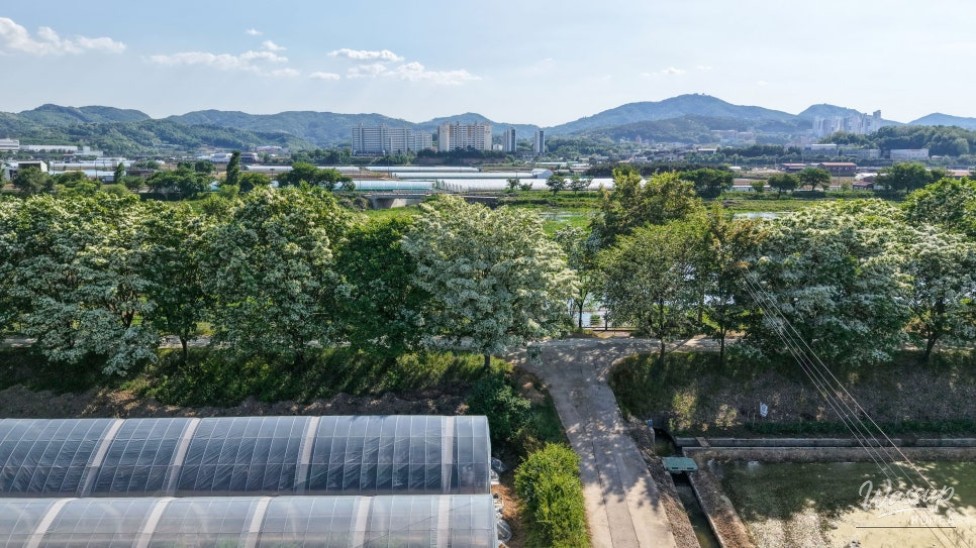 Exploring the Beauty of Jincheon Ipam Tree Road_15