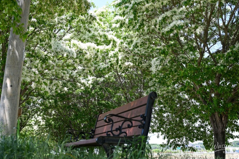 Exploring the Beauty of Jincheon Ipam Tree Road_12