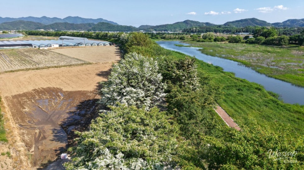 Exploring the Beauty of Jincheon Ipam Tree Road_14